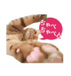 石川県民の猫スタンプ（個別スタンプ：37）