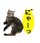石川県民の猫スタンプ（個別スタンプ：38）