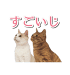 石川県民の猫スタンプ（個別スタンプ：39）