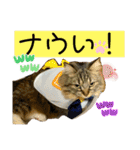 短足マンチカンのクリスタちゃん♀10（個別スタンプ：2）