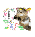 短足マンチカンのクリスタちゃん♀10（個別スタンプ：3）