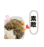短足マンチカンのクリスタちゃん♀10（個別スタンプ：4）
