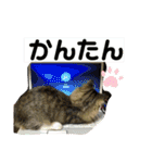 短足マンチカンのクリスタちゃん♀10（個別スタンプ：11）