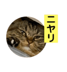 短足マンチカンのクリスタちゃん♀10（個別スタンプ：12）