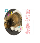 短足マンチカンのクリスタちゃん♀10（個別スタンプ：14）