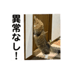短足マンチカンのクリスタちゃん♀10（個別スタンプ：15）