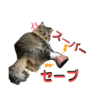 短足マンチカンのクリスタちゃん♀10（個別スタンプ：16）
