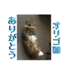 短足マンチカンのクリスタちゃん♀10（個別スタンプ：18）