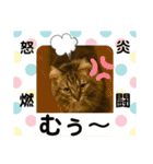 短足マンチカンのクリスタちゃん♀10（個別スタンプ：19）