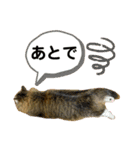 短足マンチカンのクリスタちゃん♀10（個別スタンプ：20）