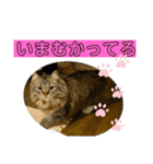 短足マンチカンのクリスタちゃん♀10（個別スタンプ：23）