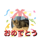 短足マンチカンのクリスタちゃん♀10（個別スタンプ：24）