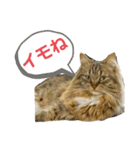 短足マンチカンのクリスタちゃん♀10（個別スタンプ：28）