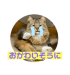 短足マンチカンのクリスタちゃん♀10（個別スタンプ：29）