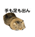 短足マンチカンのクリスタちゃん♀10（個別スタンプ：31）