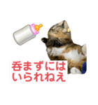短足マンチカンのクリスタちゃん♀10（個別スタンプ：32）