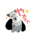 カモシカnet 三太 リアル三太（個別スタンプ：1）