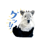 カモシカnet 三太 リアル三太（個別スタンプ：6）