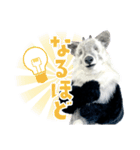 カモシカnet 三太 リアル三太（個別スタンプ：14）