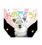 カモシカnet 三太 リアル三太（個別スタンプ：16）