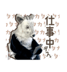 カモシカnet 三太 リアル三太（個別スタンプ：17）