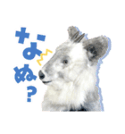 カモシカnet 三太 リアル三太（個別スタンプ：19）