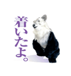 カモシカnet 三太 リアル三太（個別スタンプ：22）