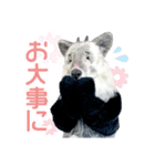 カモシカnet 三太 リアル三太（個別スタンプ：23）