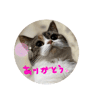 何で？（個別スタンプ：8）