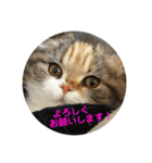 何で？（個別スタンプ：9）