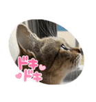 何で？（個別スタンプ：16）