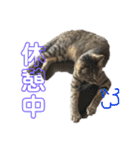 何で？（個別スタンプ：24）