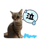 何で？（個別スタンプ：33）
