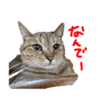 何で？（個別スタンプ：40）