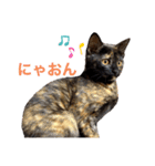 テンちゃんスタンプ5（個別スタンプ：2）