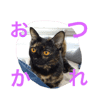 テンちゃんスタンプ5（個別スタンプ：7）