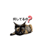 テンちゃんスタンプ5（個別スタンプ：12）