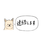 柴犬の業務連絡（個別スタンプ：2）