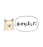 柴犬の業務連絡（個別スタンプ：3）