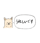 柴犬の業務連絡（個別スタンプ：5）