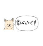 柴犬の業務連絡（個別スタンプ：6）