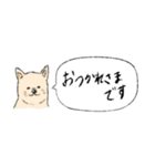 柴犬の業務連絡（個別スタンプ：7）