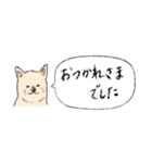 柴犬の業務連絡（個別スタンプ：8）