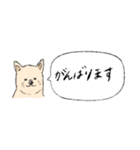 柴犬の業務連絡（個別スタンプ：10）