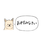 柴犬の業務連絡（個別スタンプ：11）