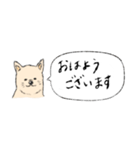 柴犬の業務連絡（個別スタンプ：12）