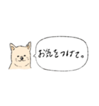 柴犬の業務連絡（個別スタンプ：13）