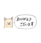 柴犬の業務連絡（個別スタンプ：15）