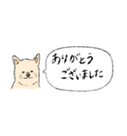 柴犬の業務連絡（個別スタンプ：16）