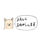 柴犬の業務連絡（個別スタンプ：17）